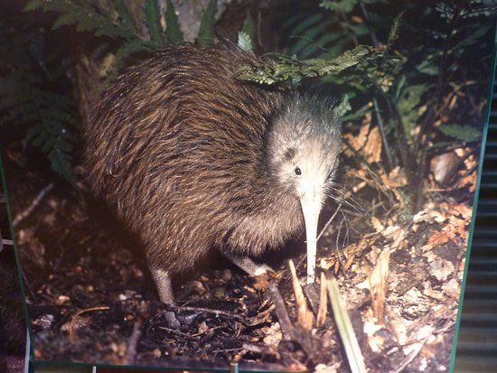Park ornitologiczny Kiwi